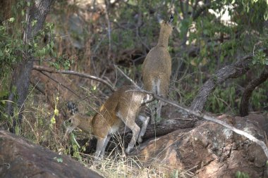 Ormandaki çimlerin üzerinde bir çift aslan