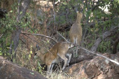 a pair of wild animals in the zoo