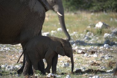 Kruger Ulusal Parkı 'ndaki fil, Güney Afrika