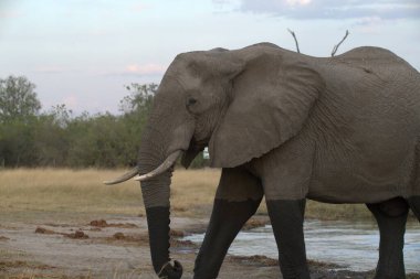 Afrika 'daki Kruger Ulusal Parkı' ndaki fil.