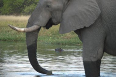 Sudaki Afrika filleri