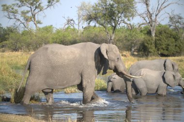 Suda yürüyen bir fil sürüsü.