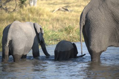 Bebek ve annesi olan fil.
