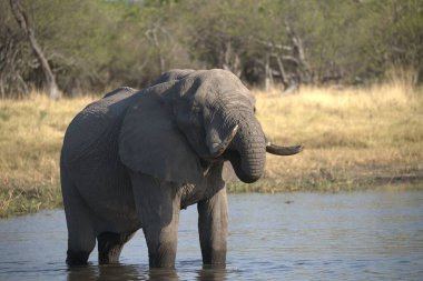 Fil (xoloafricana) Chobe Ulusal Parkı, Botswana 'daki bir nehir çukurunda içme suyu