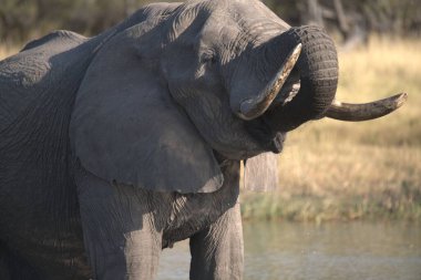 Ziyarette200 Afrika fili