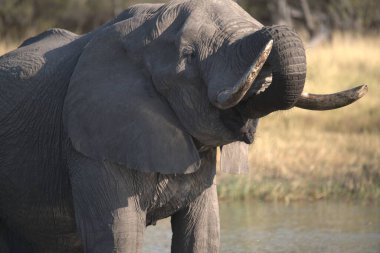 Fil in the Kruger Park, Güney Afrika
