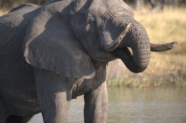 Afrika fili, Loxolota Africana, Kruger Park, Güney Afrika