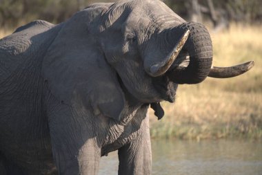 Afrika fili, Loxodonta Africana, Kruger Ulusal Parkı, Güney Afrika 'da içme suyu; Specie xoloafricana africana
