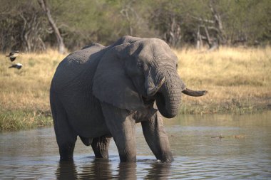 Afrika fili su birikintisinde, Donana africo, ulusal rezerv, botsvana, Afrika