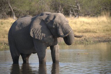Fil (loxodonta africana) suda yürüyor