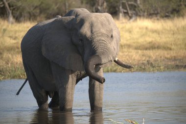 Afrika fili, Loxodonta Africana, Chobe Ulusal Parkı, Botswana 'da içme suyu.