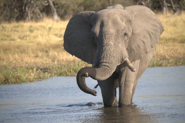 Fil (Loxolota africana) Chochoriver Ulusal Parkı, Botswana, Afrika 'da yürüyor
