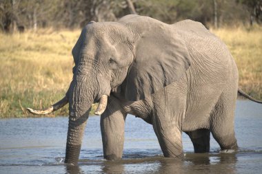 Sudaki büyük su fili.