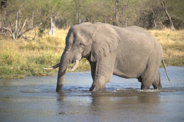 Afrika fili Kruger Ulusal Parkı, Güney Afrika