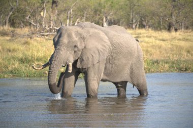 Afrika fili içme suyu