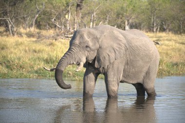 Sudaki su birikintisindeki Afrika fili.