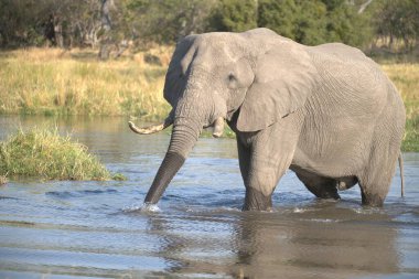 Bir su birikintisindeki Afrika fili.