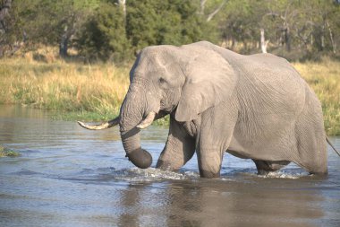 Nehirde su içen bir fil..