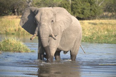 Ziyarette200 Afrika fili