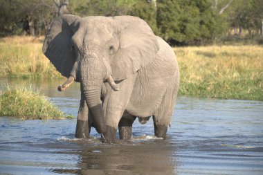 Sudaki fil, doğadaki vahşi yaşam