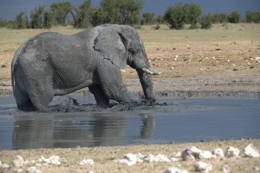 Afrika fili Etoşa 'daki delikten su içiyor.