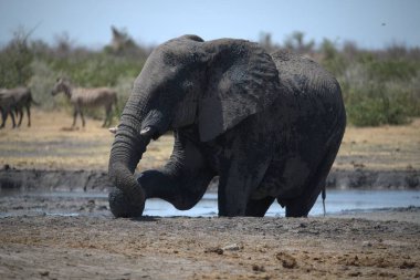 Etoşa Ulusal Parkı 'ndaki filler