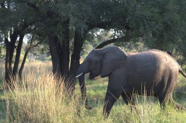 Savannah Afrika'nın büyük fil