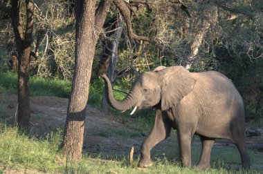 Afrika 'nın bozkırındaki fil
