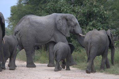 Afrika, Kenya savanındaki Afrika filleri.