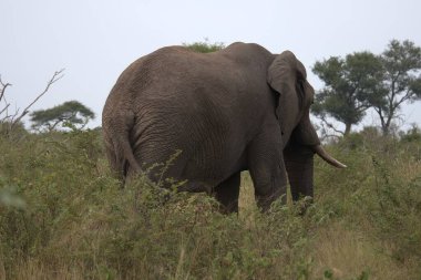 Büyük bir Afrika fili ot yiyor, Loxodonta africana.