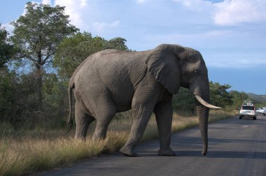 Afrika savanasındaki filler