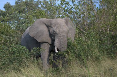 Afrika 'nın ulusal parkında filler
