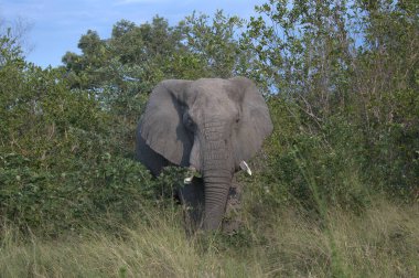 Doğadaki Afrika vahşi hayvanları, vahşi yaşam hayvanları.