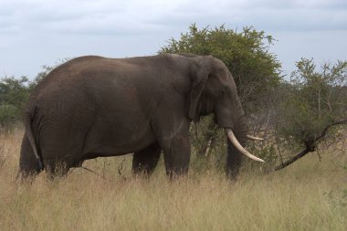 Kenya savanındaki Afrika fili
