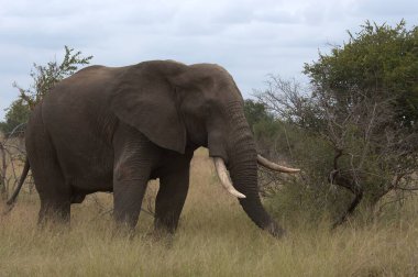Afrika fili Güney Afrika 'daki Kruger Park' ında