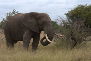 Kenya bozkırında bir fil