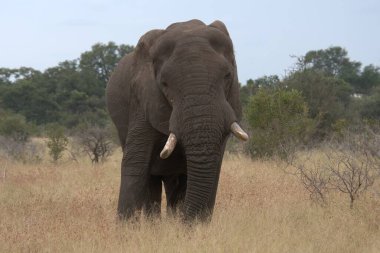 Büyük bir fil çimenlerde yürüyor