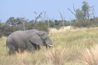 Afrika savanındaki Afrika fili.