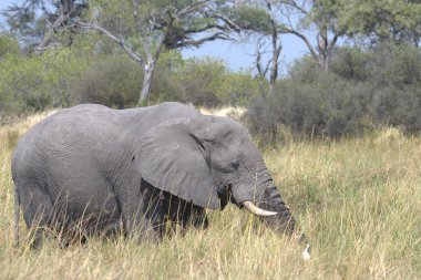 Doğal ortamında güzel bir fil.