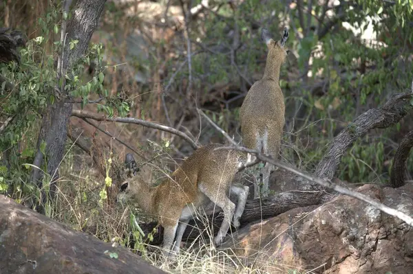 a pair of wild animals in the zoo