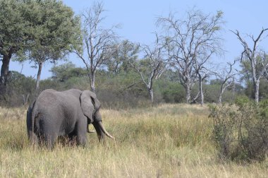 Kenya ulusal parkında büyük bir fil