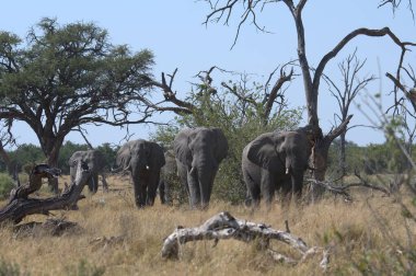Afrika 'da büyük filler