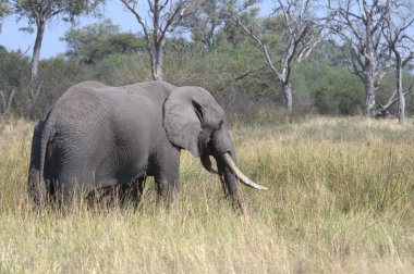 Afrika 'da savanda güzel bir fil