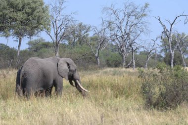 Savanadaki büyük fil.