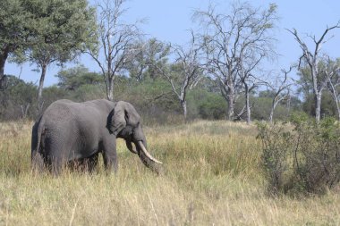 Savanadaki büyük fil.