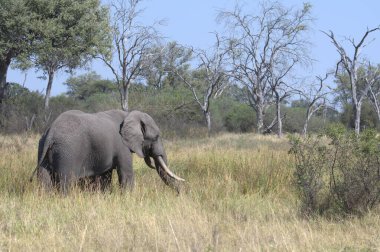 Afrika, Kenya savanındaki Afrika fili.