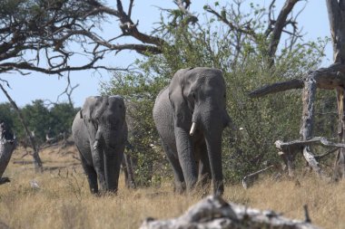 Kenya savanındaki fil