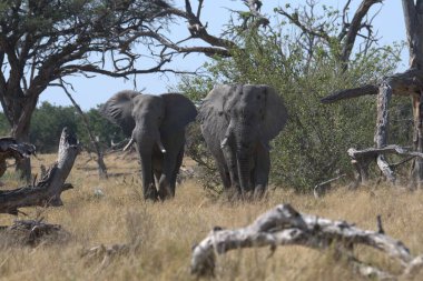 Kenya savanındaki Afrika fili