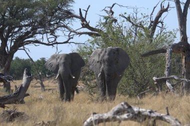 Afrika savanındaki fil.