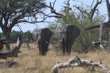 Güney Afrika Kruger Ulusal Parkı 'ndaki Afrika filleri.